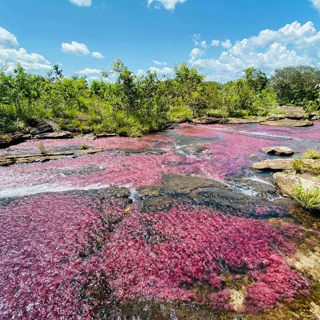 Caño Cristales / Caño Sabana: río de aguas rosas y fucsia entre rocas, en el Guaviare